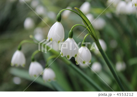 スズランズイセン 4553212