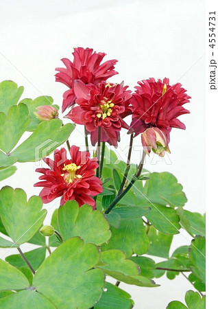 八重咲きおだまき 八重咲きおだまき 4554731