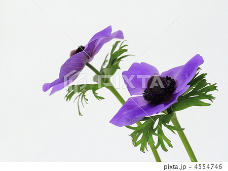 紫のアネモネの写真素材
