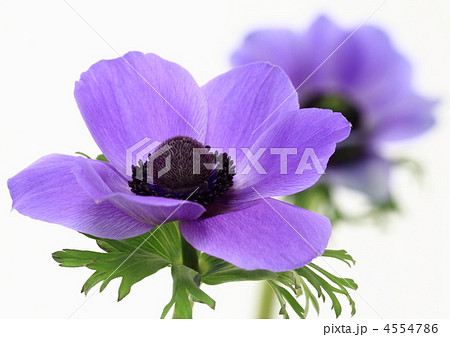 紫のアネモネの写真素材