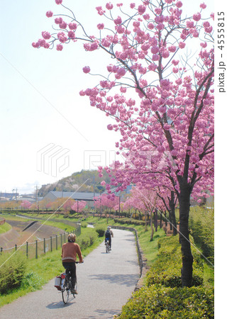 八王子市　大栗川 4555815