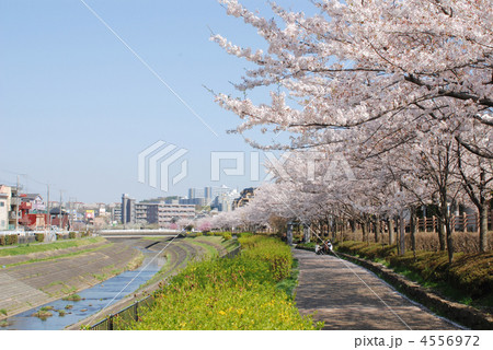 八王子　大栗川 4556972
