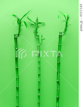 Bamboo plants Bamboo plants 4557185