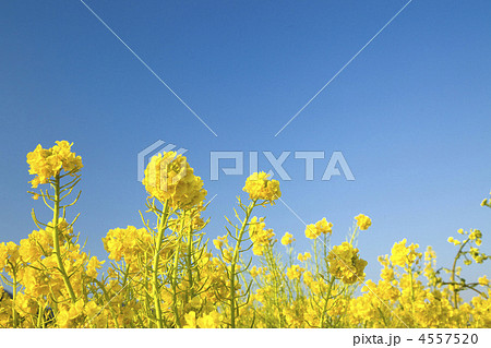 青空の下の菜の花畑 青空の下の菜の花畑 4557520