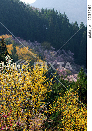 春の彩り 4557564