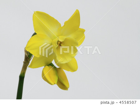西洋水仙(ラッパ水仙) 西洋水仙(ラッパ水仙) 4558507