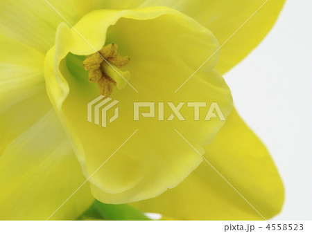 西洋水仙(ラッパ水仙)のアップ 西洋水仙(ラッパ水仙)のアップ 4558523