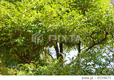 樹木・サカキ　ツバキ科 4559075