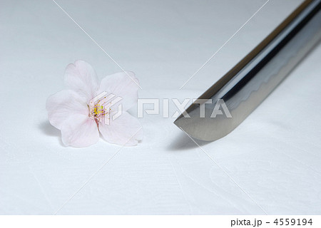刀の切っ先と桜の花 刀の切っ先と桜の花 4559194