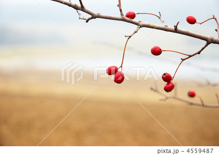 hawthorn branch 4559487