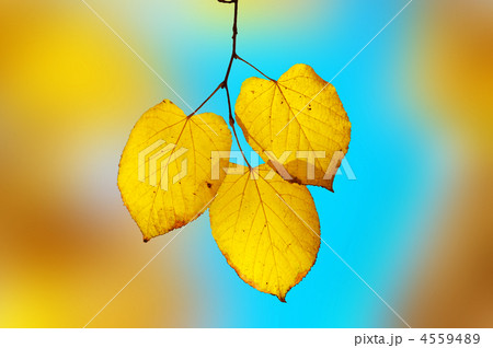 bright yellow-blue elegy. shallow dof 4559489