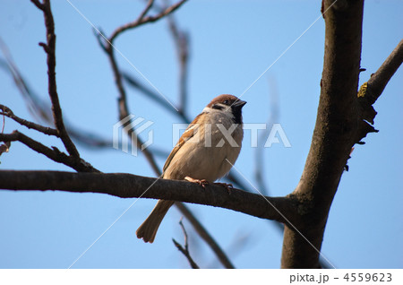 little wild sparrow 4559623