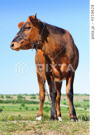 young cow at meadow 4559628