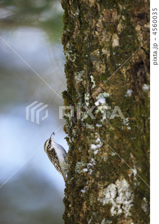 キバシリ キバシリ 4560035