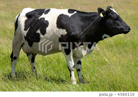black and white cow grazing 4560110