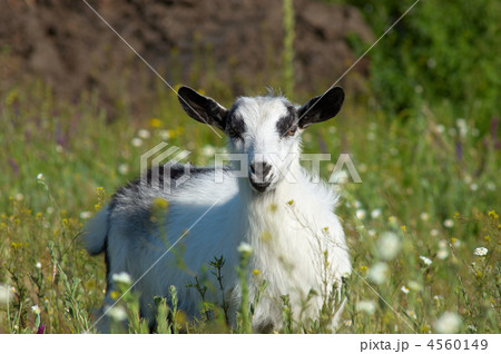 white kid at meadow 4560149