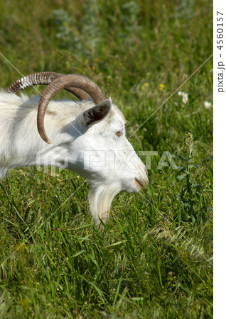 white goat grazing 4560157