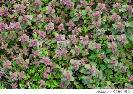 green spring carpet green spring carpet 4560499