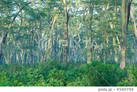 mysterious forest mysterious forest 4560798