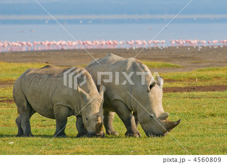 rhinos in lake nakuru national park, kenya 4560809