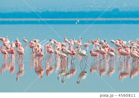 flocks of flamingo 4560811