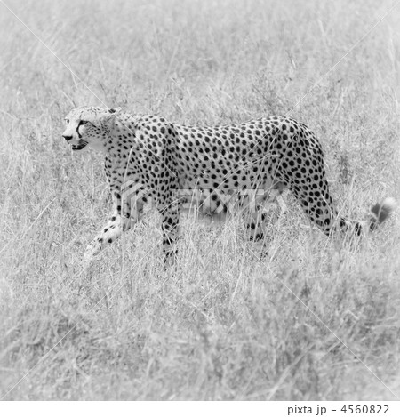 cheetah in the field 4560822