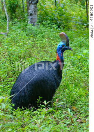 close up image of cassowary in green grass close up image of cassowary in green grass 4560931