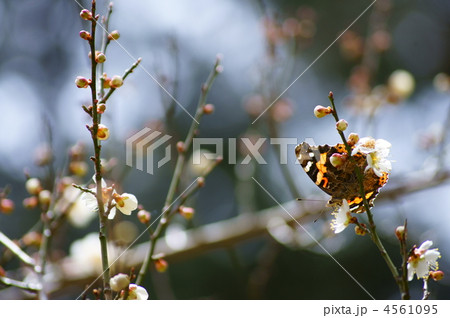 梅の花で蜜を吸うアカタテハの写真素材
