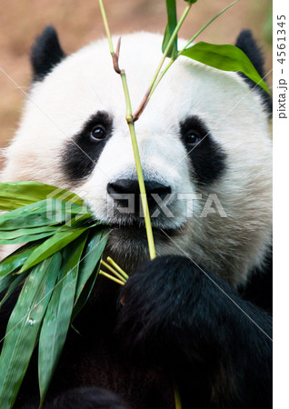 Panda eating bamboo. 4561345