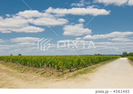 vineyards in bordeaux vineyards in bordeaux 4561485
