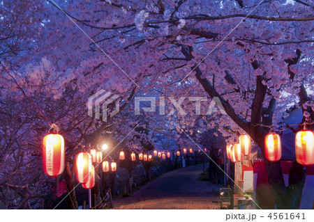 奈良佐保川夜桜の道 4561641