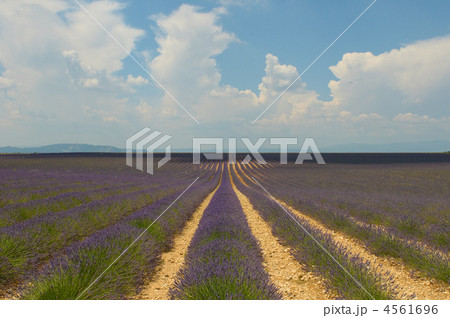 Lavender field, Provence, France Lavender field, Provence, France 4561696