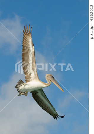 flying pelican, los roques islands, venezuela 4562012