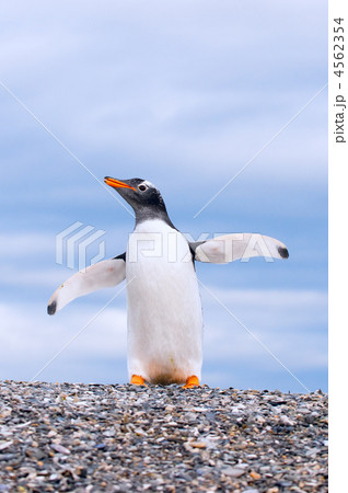 gentoo penguin 4562354