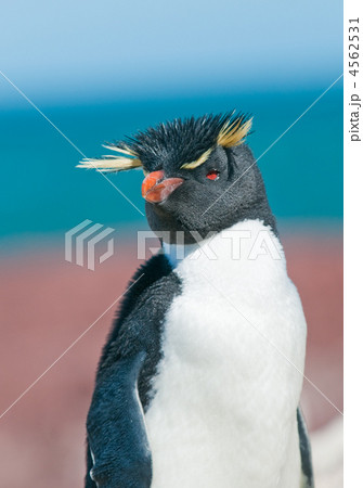 rockhopper penguin 4562531