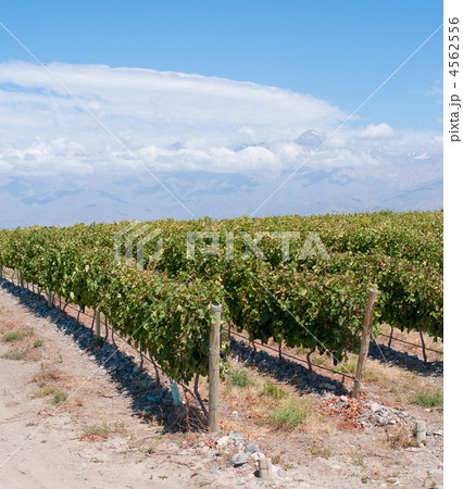 Vineyards of Mendoza, Argentina Vineyards of Mendoza, Argentina 4562556