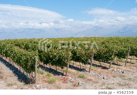 Vineyards of Mendoza, Argentina 4562559