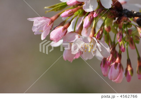 玉縄桜(大島桜・江戸彼岸の雑種） 4562766