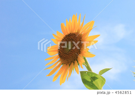 向日葵・中・雲／横顔・コピースペース／一輪／青空・逆光／横位置 4562851