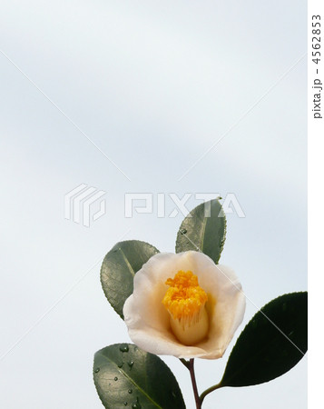 ツバキ 白髪山 ツバキ 白髪山 4562853