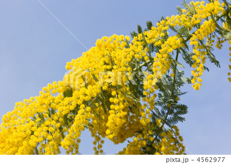 ミモザ 4562977
