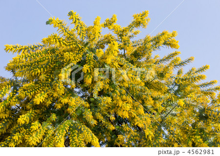 ミモザ 4562981