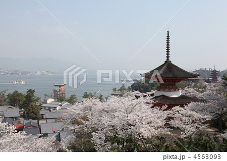 宮島の多宝塔と桜 4563093
