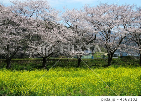 松崎の桜 4563102