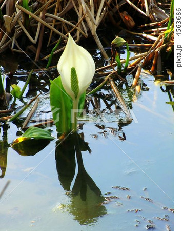 ミズバショウ 4563686