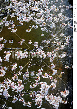 小川の桜-1 4563705