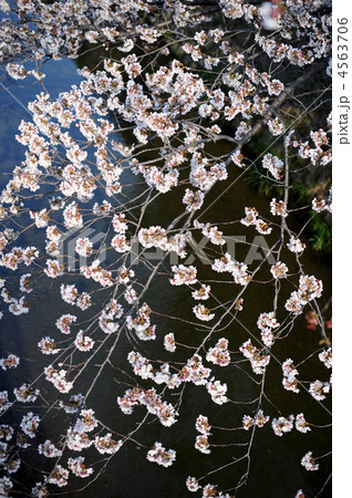 小川の桜-2 4563706