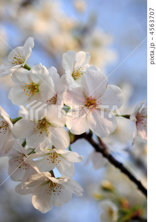 ソメイヨシノ ソメイヨシノ 4563707