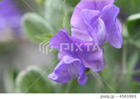 スイートピー スイートピー 4563903