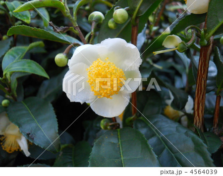 茶花 4564039